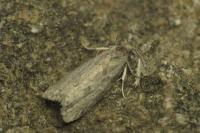 Cnephasia genitalana