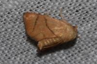 Apoda limacodes