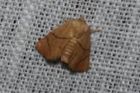 Apoda limacodes