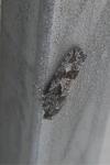 Zeiraphera griseana