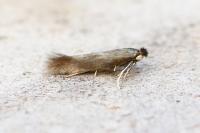 Bucculatrix nigricomella