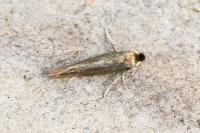 Bucculatrix nigricomella