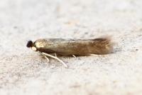 Bucculatrix nigricomella