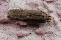 Filatima spurcella
