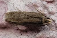 Filatima spurcella