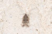 Dichomeris alacella