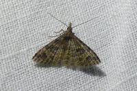 Alucita hexadactyla