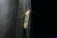 Scrobipalpa costella