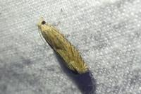 Eucosma