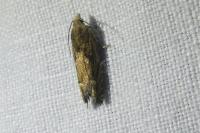 Eucosma