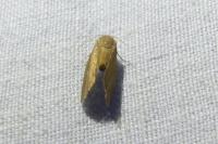 Heterogenea asella