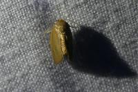 Heterogenea asella