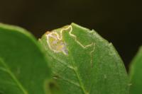 Bucculatrix alaternella