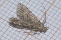 Alucita cymatodactyla