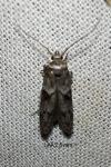 Blastobasis glandulella