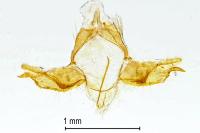 Blastobasis glandulella