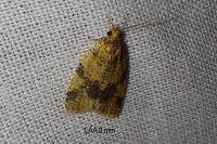 Epagoge grotiana
