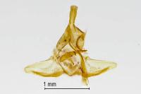 Epagoge grotiana