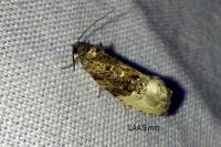 Hedya nubiferana
