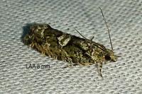 Zeiraphera isertana