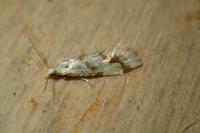 Aethes bilbaensis