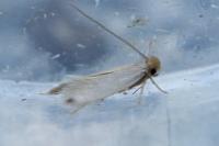 Ischnoscia borreonella