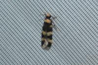Oegoconia
