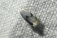 Pseudopostega crepusculella