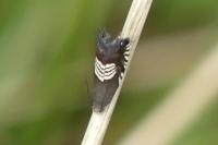 Grapholita compositella