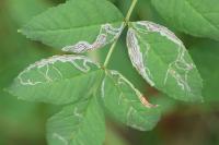 Caloptilia cuculipennella