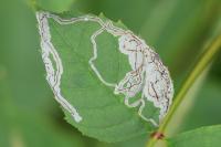 Caloptilia cuculipennella