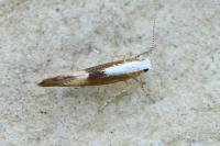 Argyresthia spinosella