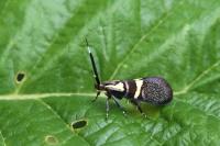 Dasycera oliviella