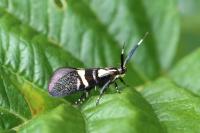 Dasycera oliviella
