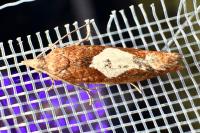 Epinotia solandriana