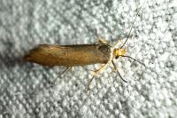 Crassa unitella