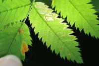 Stigmella nylandriella