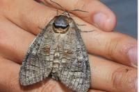 Cossus cossus