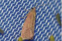 Celypha rosaceana