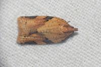 Clepsis spectrana