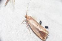 Orthotelia sparganella