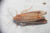 Orthotelia sparganella