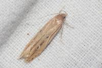 Limnaecia phragmitella