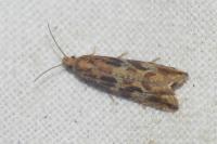 Bactra furfurana
