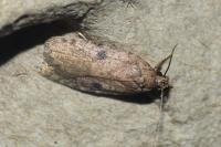 Agonopterix propinquella