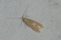 Coleophora lutipennella