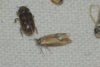 Batia lunaris