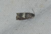 Epiblema cnicicolana