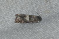 Epiblema cnicicolana