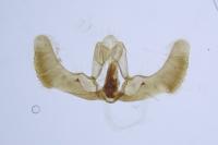 Epiblema cnicicolana